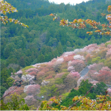 吉野山の桜